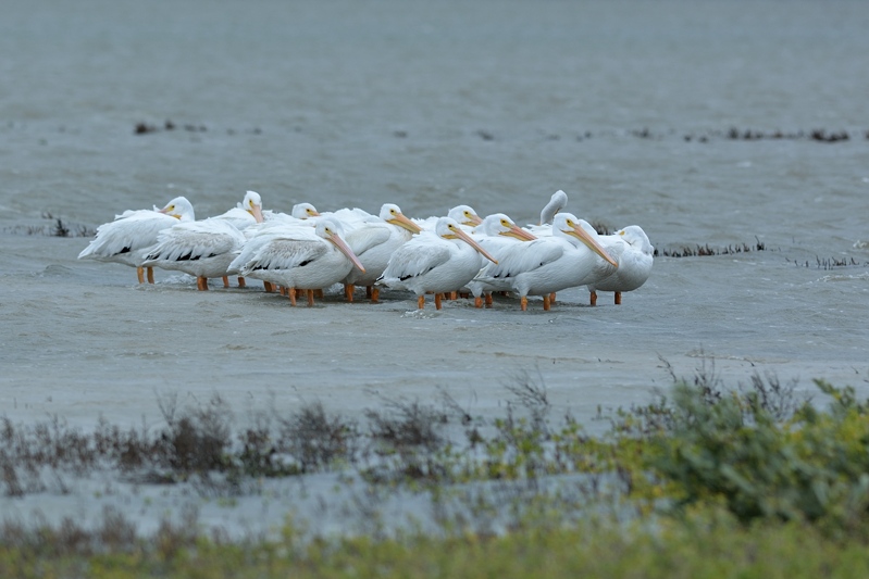 Witte Pelikaan